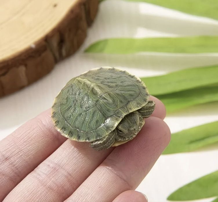 Маленькие красноухие черепахи  | Здоровые | Недорого