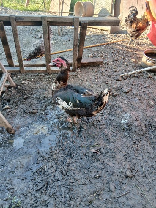 Rățoi sănătoși hrăniți natural