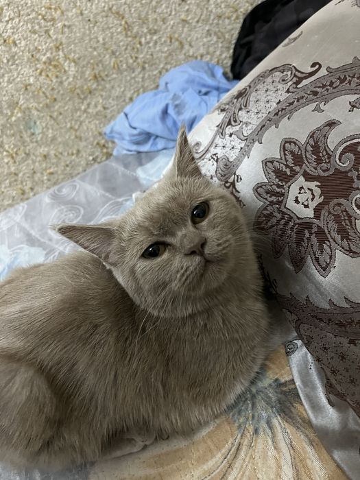 Zottor mushuk sotiladi