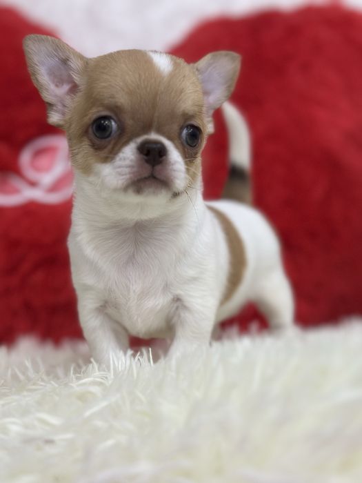 Красотка чихуашечка