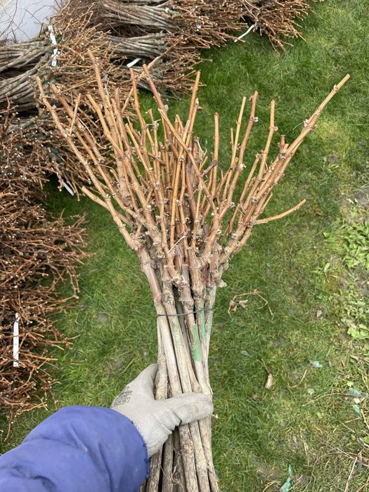 Butasi vita de vie altoiti