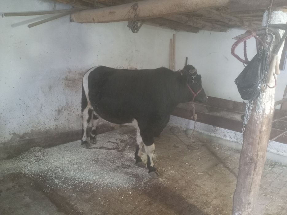 Бука парода месни