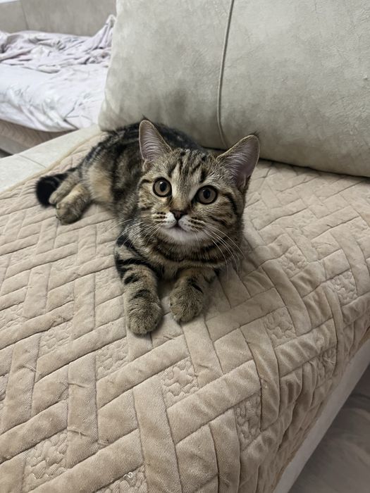 Продам котенка 4 месяца, британка