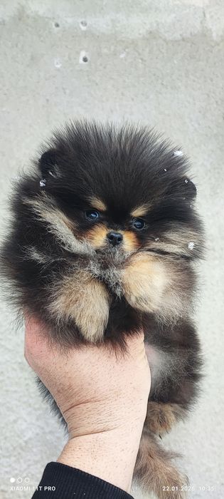 Померан померанче