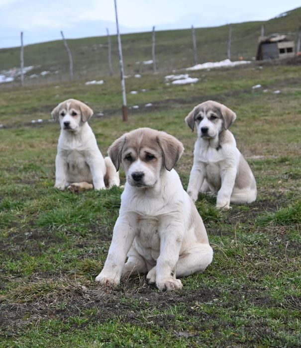 Ciobănesc de Asia Centrală