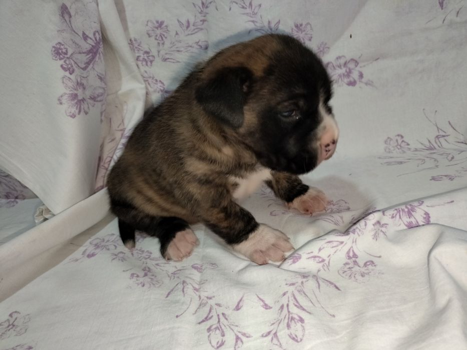 Щенок стаффордширский терьер