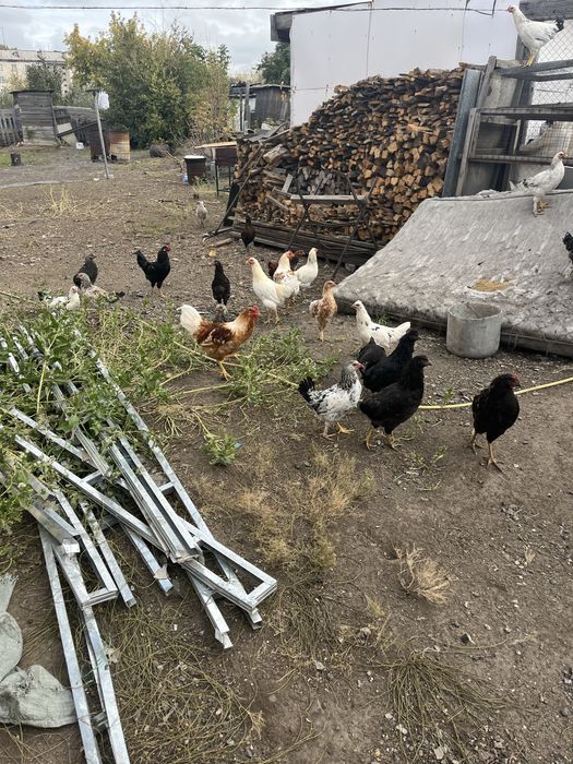 Продам молодых петухов