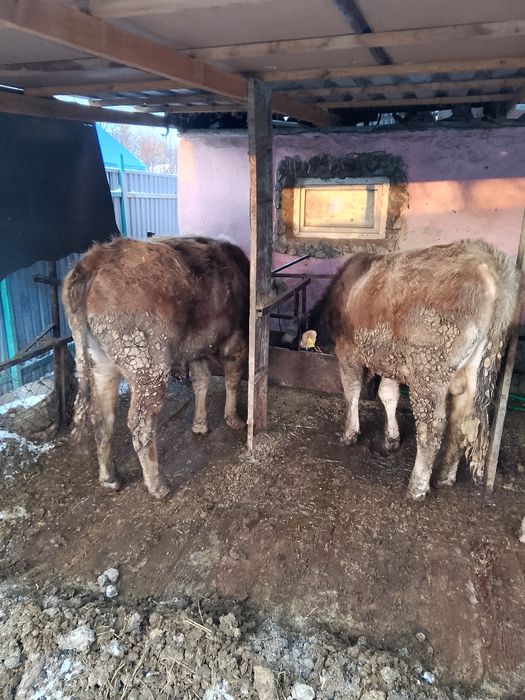 Продаются бычки .