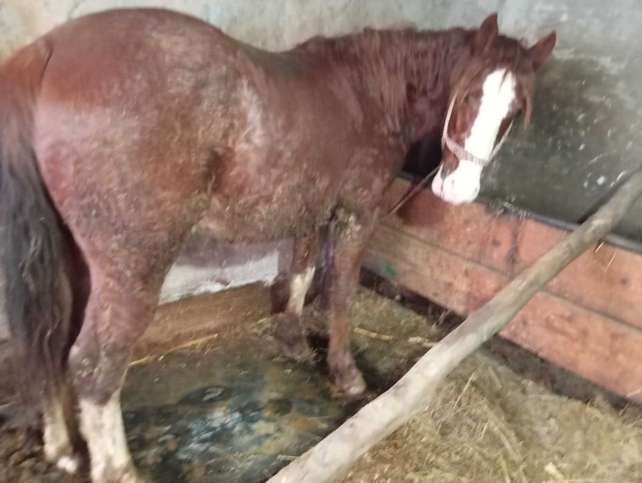 Vând mânz de 2 ani