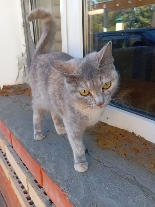 Отдам котят с кошкой