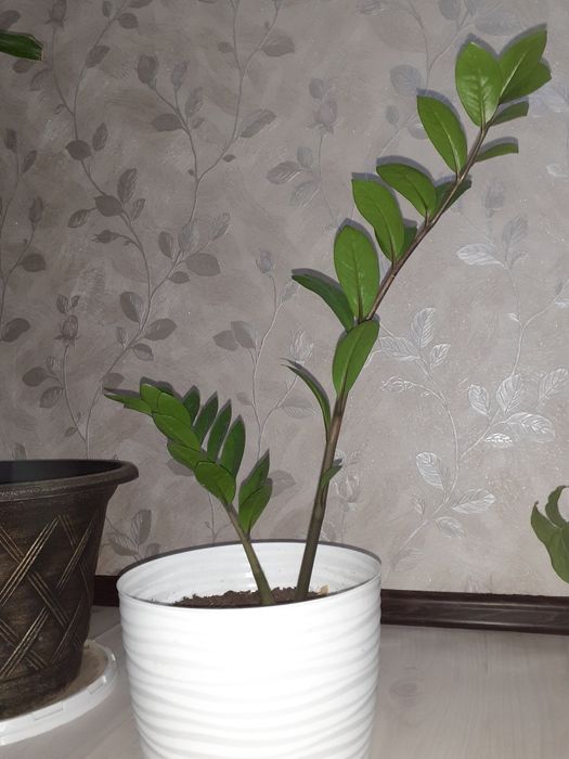 Гүлдер жап жасыл адемы боп турады