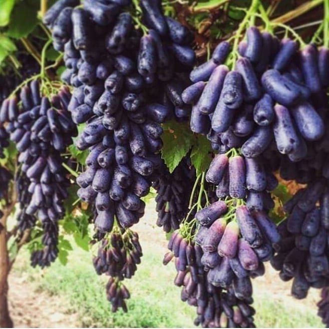 Avatar Uzum Ko'chatlari bor Orginal 100%  Arzon Narxlarda