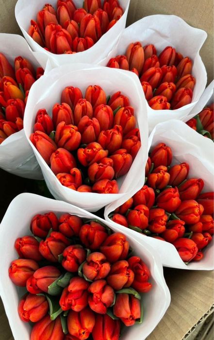 Тюльпаны на коллективы