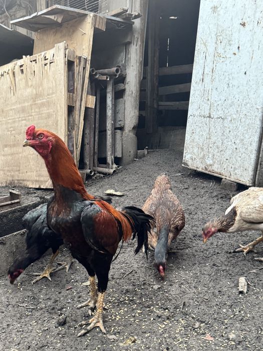 Продам семейку даканов