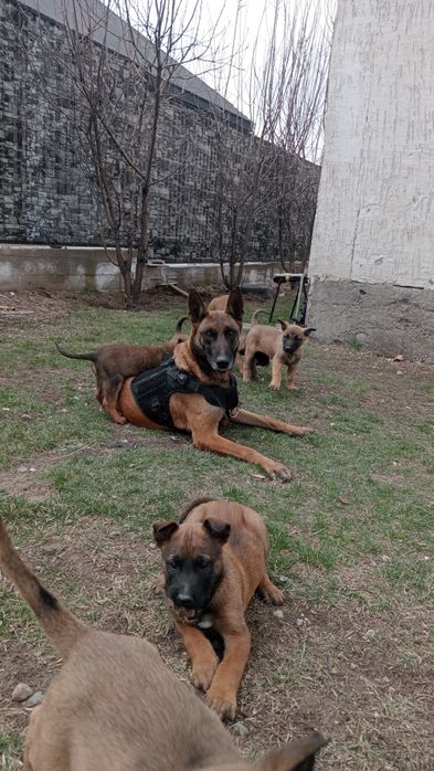 Малинуа 2 месяц щенки