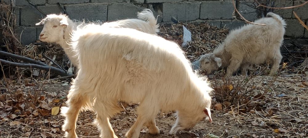 Zotdor Rossiyskiy echkilar sotiladi