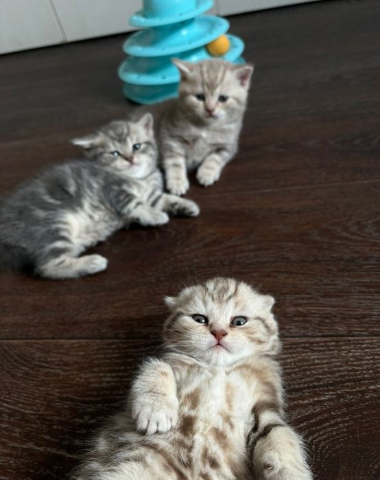 Продаю котенка шотландка девочка