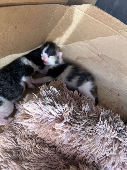 котята в добрые ручки