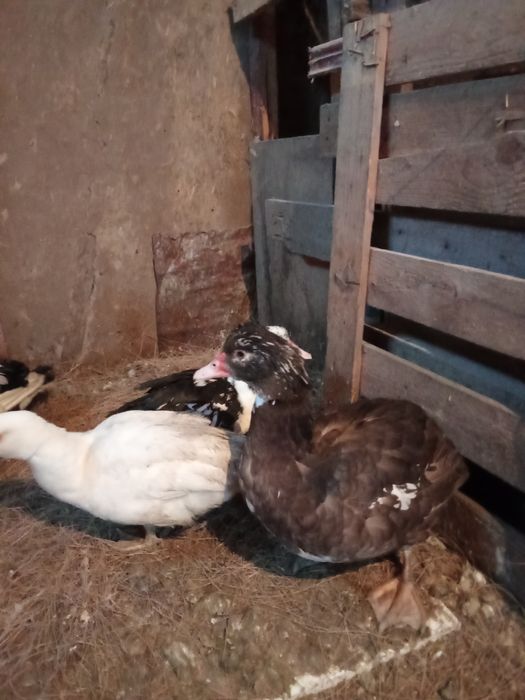 Продам индоутаков