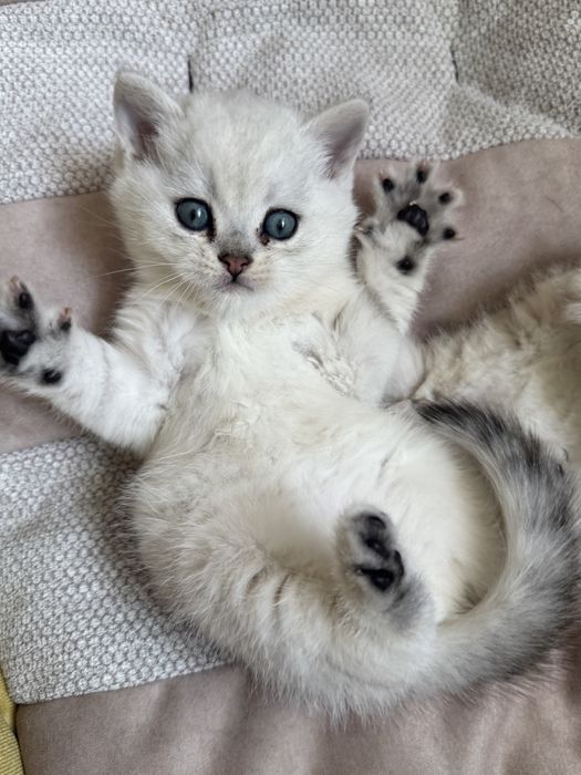 Британские шишилы котята