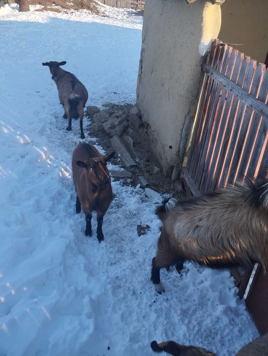 Capre alpin  de vânzare