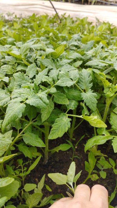 Разсад Пипер,Домати, Краставици и др.