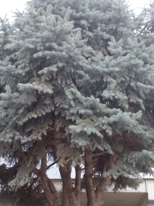 Голубая ел 7 метр большой дерево