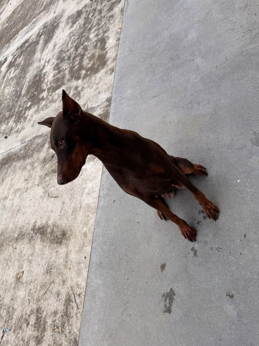 Доберман женски.