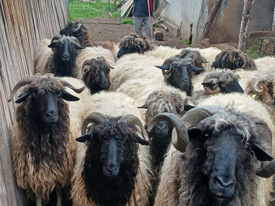 Vand  oi tinere  de ținut