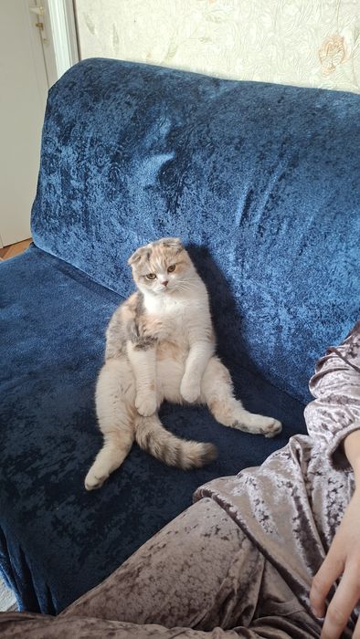 Вязка учун мушук киз мушук сотилади пародистый