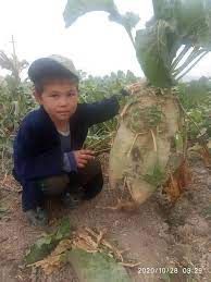 Лавлаги уруги сотилади