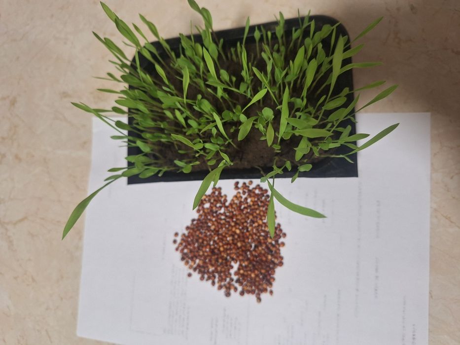 Samanta SORG ROSU pentru boabe sau SILOZ