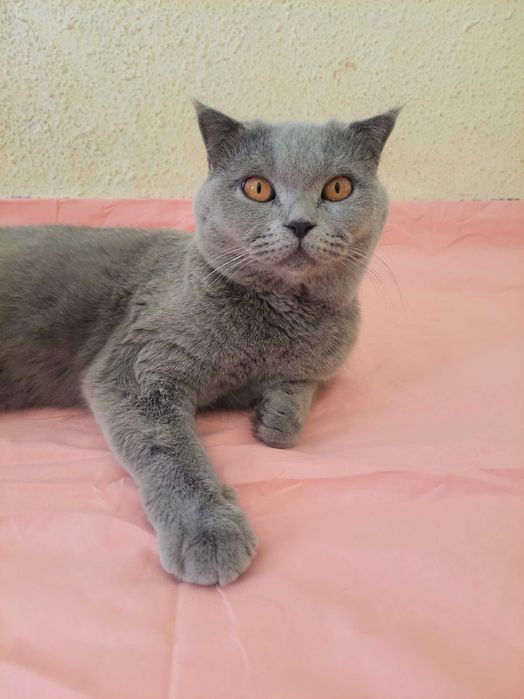 Scotsh strayt zotdor mushuk