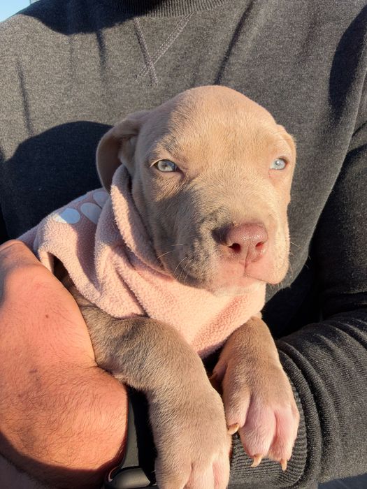 American bully xl femelă
