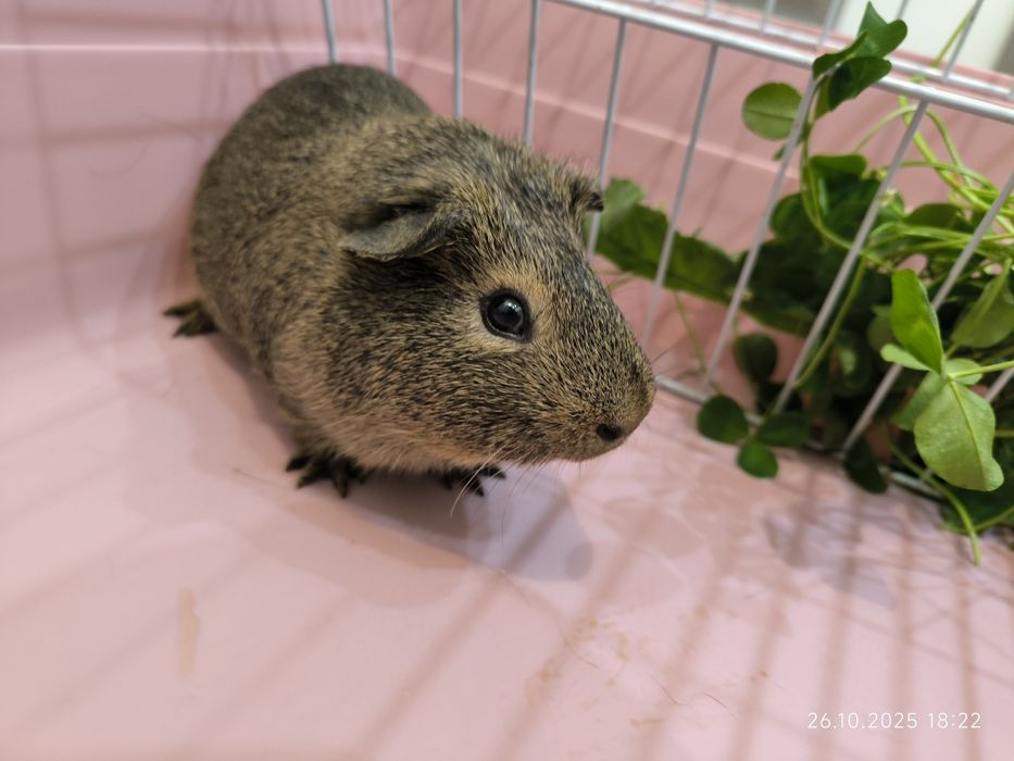 Морская свинка, мальчик