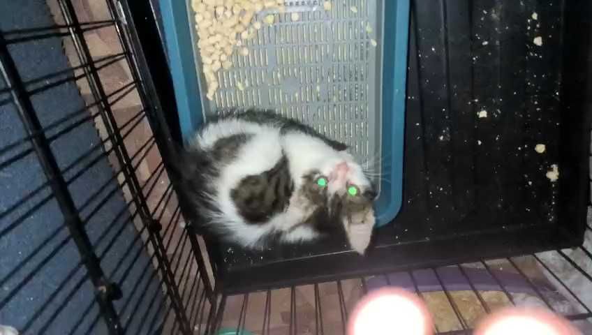 Ищем любящих хозяев