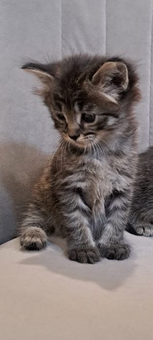 Котята ,возраст 2 месяца