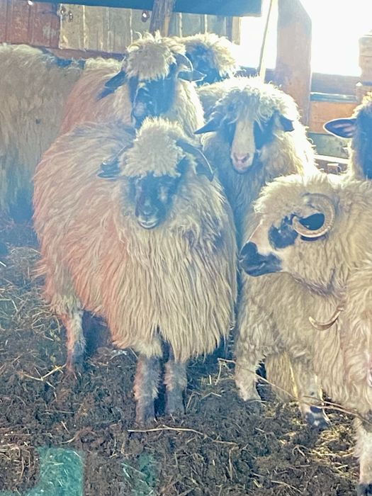 Oi de vânzare(10 buc.)