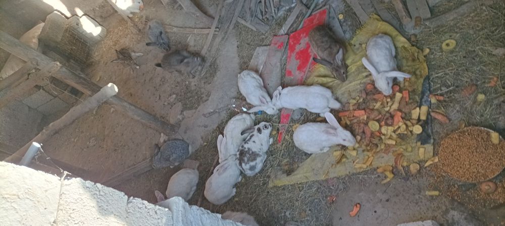 Куйон сотилади семиз 40 мин кг тарозига