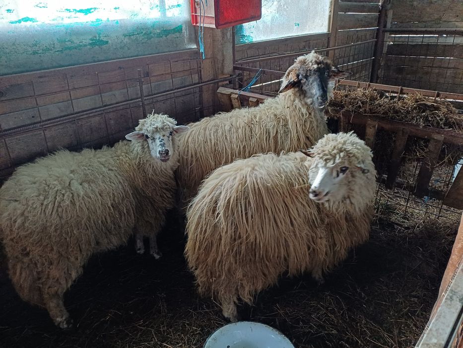 Vind 3 miele de anul trecut frumoase.