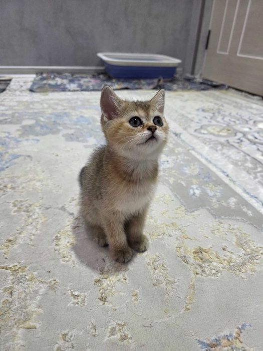 Scottish Fold va Straight mushuklar sotiladi