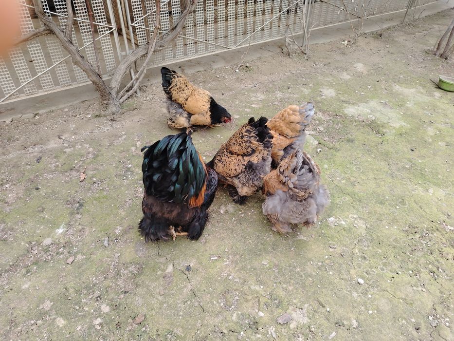 Brama Tovuqlar Tuxumi Sotiladi Uruglangan Zakas Qabul Qilaman