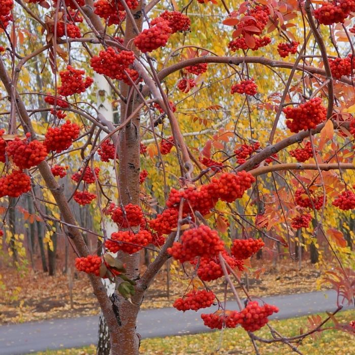 Саженцы Рябина Рябины