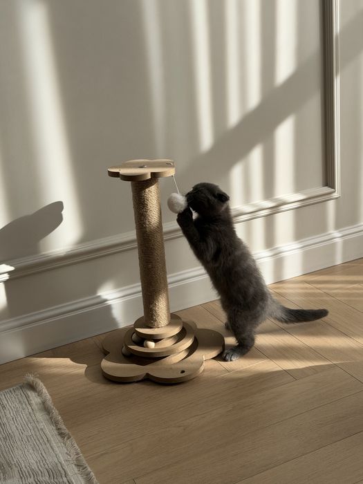 Шотландская вислоухая девочка, 3 месяца