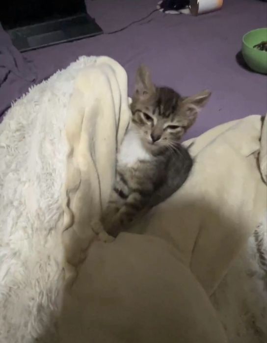 Отдам котенка