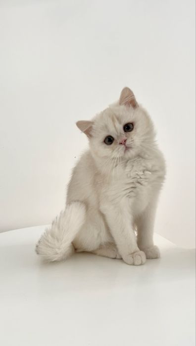 Британская серебристая шиншилла