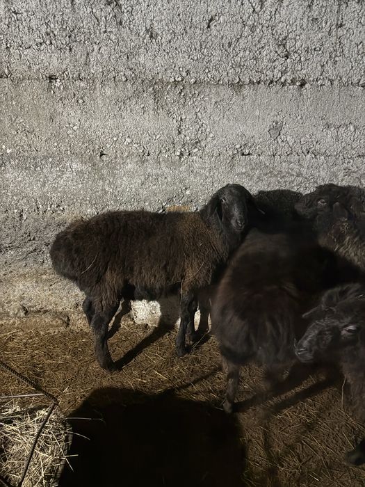 Токты сатамын откорм