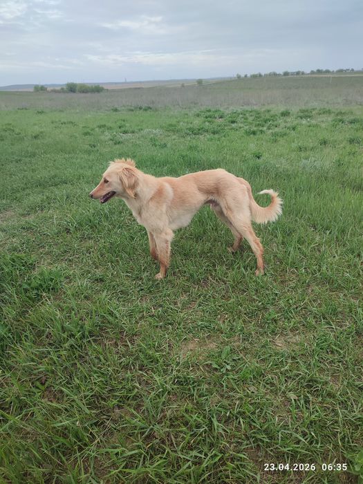 Тазы еркек быр жасар