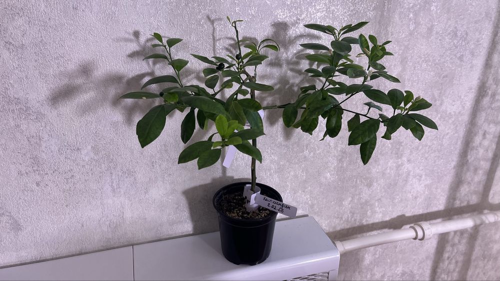 Лимон и Мандарин, мята