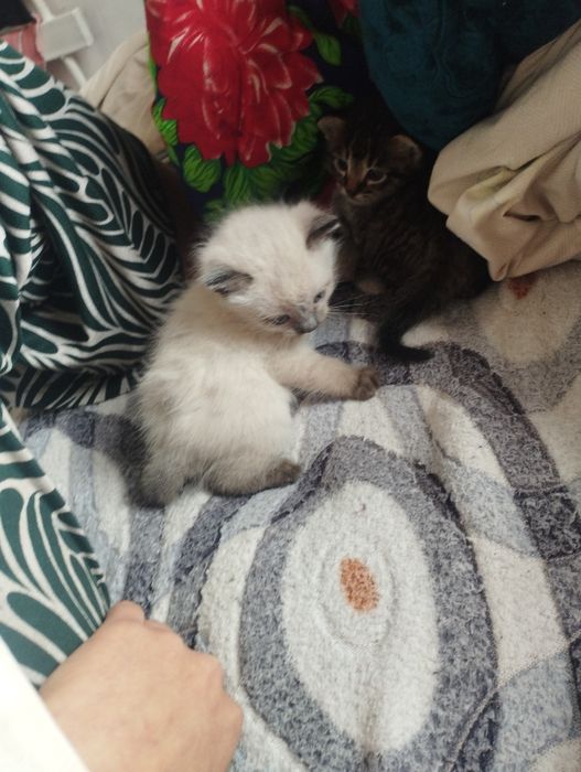 Сиямский котёнок